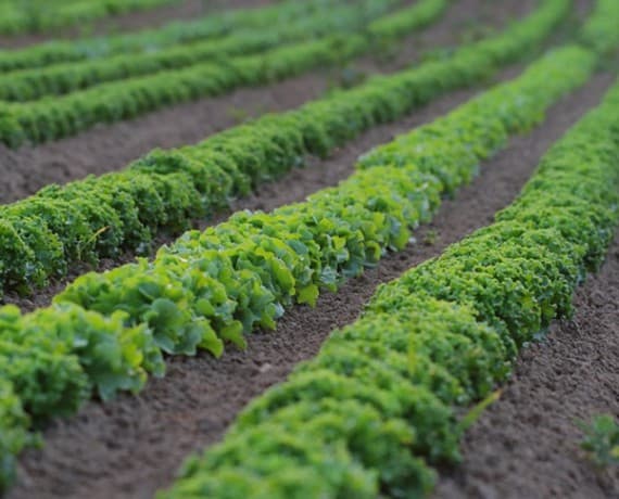 Rangs de salades dans les champs de la ferme Fischer